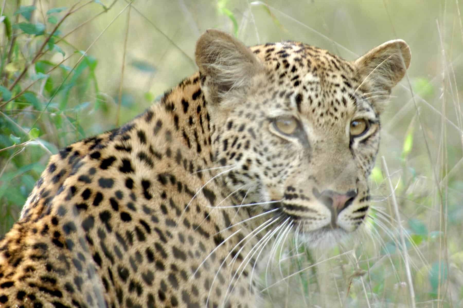 Mkuze: Waiting for the Wild to Appear