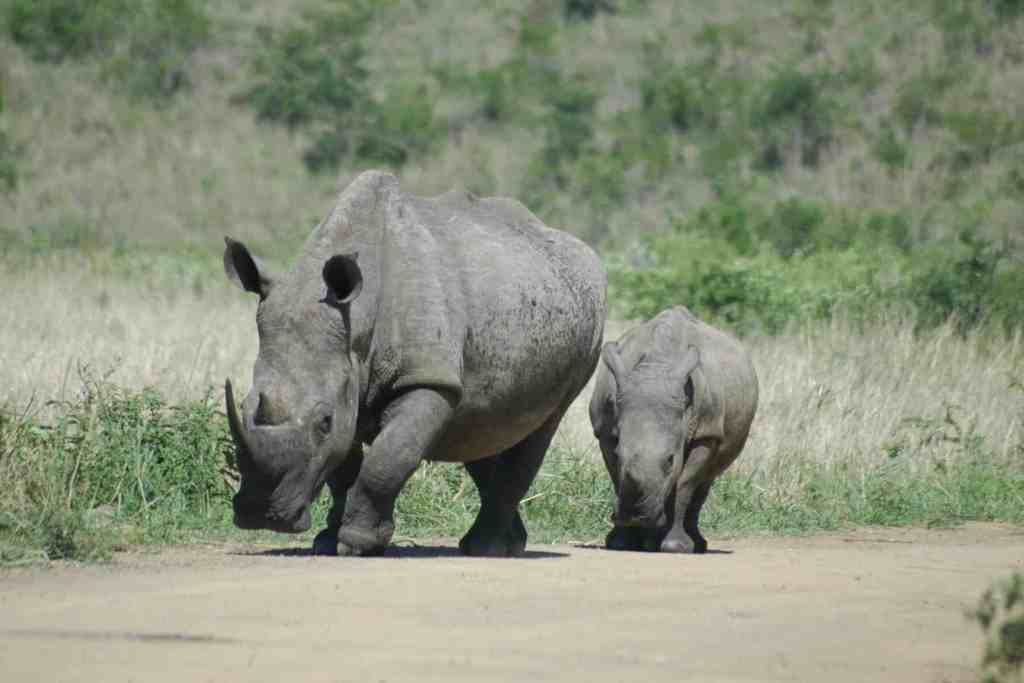 White rhino at Mkuze Game Reserve