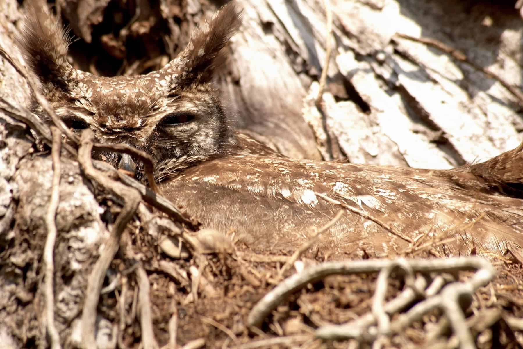 The Owl Hidden in the Tree