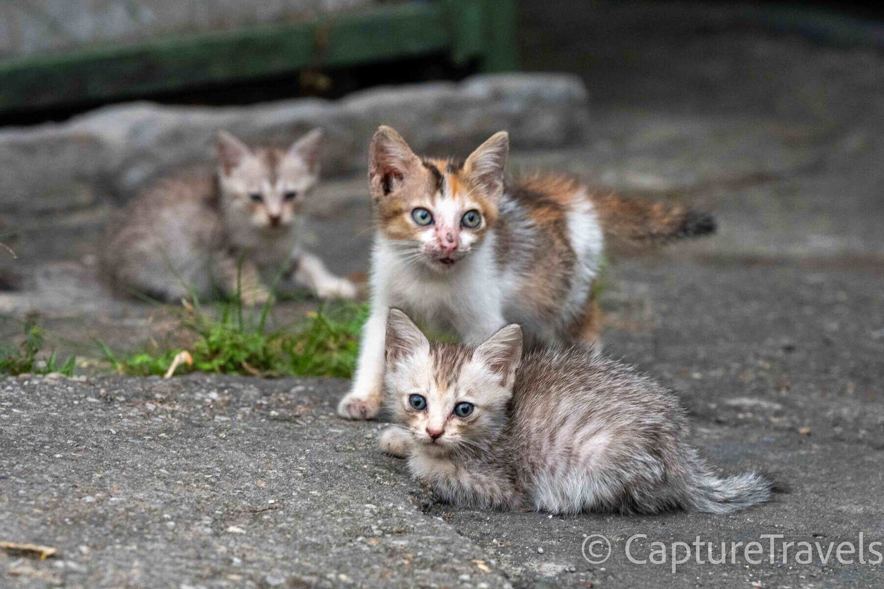 Street cats of Pekanbaru