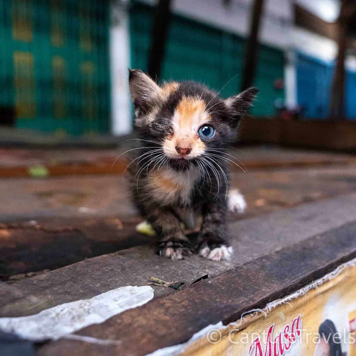 Small Lives at First Light in Pekanbaru