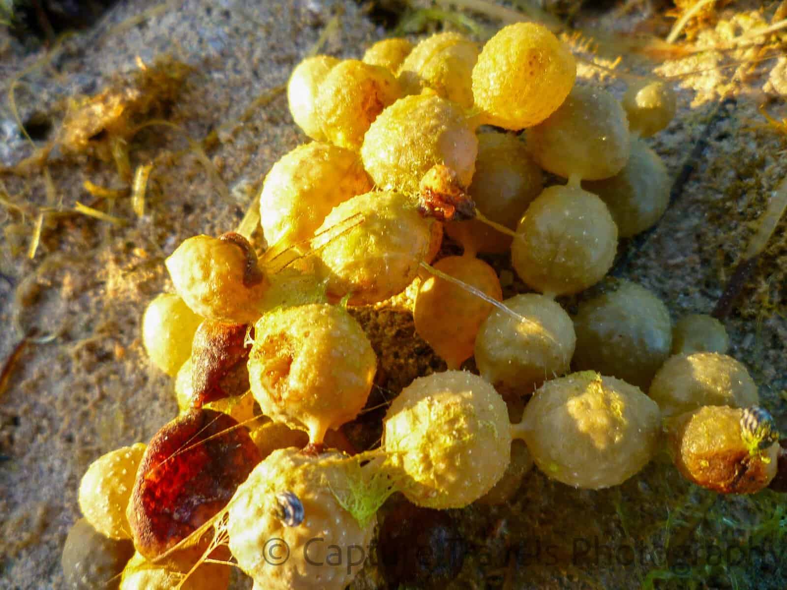 Venus Bay Textures: The Details Between the Tides