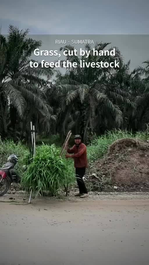 Cutting Grass for Livestock in Riau