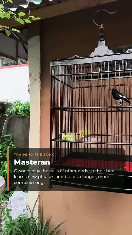 Indonesia’s Songbird Keepers: Murai Batu and Kacer